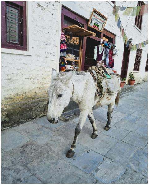 Free stock photo of donkey, mustang, nepal