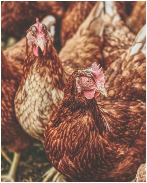 A group of domestic chickens in a farm setting, sh