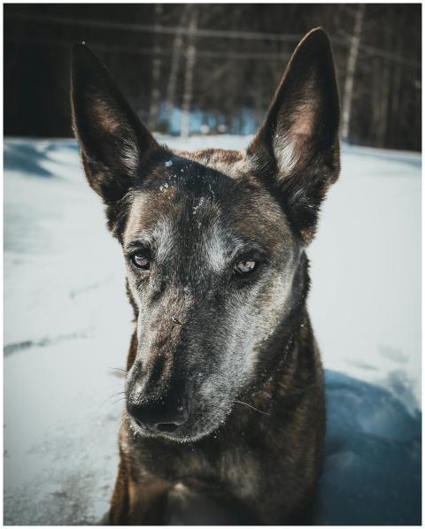 A dog with snow on its fur enjoying the outdoors d
