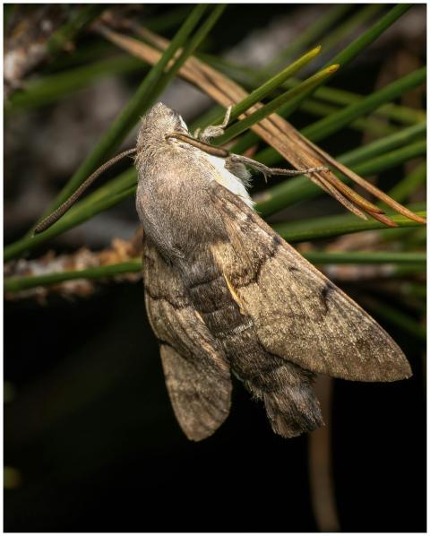 Detailed close-up of a Macroglossum stellatarum mo