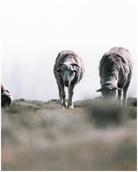 Serene landscape of sheep grazing in a rural pastu