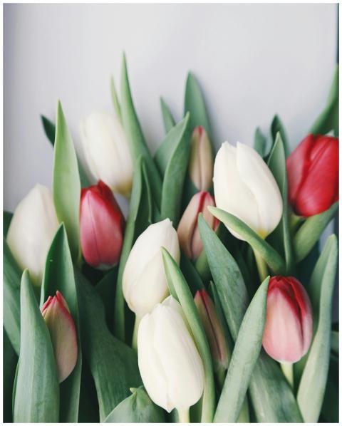 Fresh bouquet of white and red tulips showcasing n