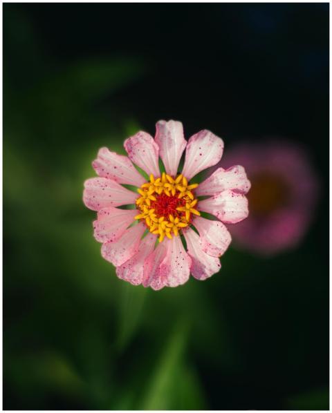 A vibrant pink zinnia flower in full bloom with ye