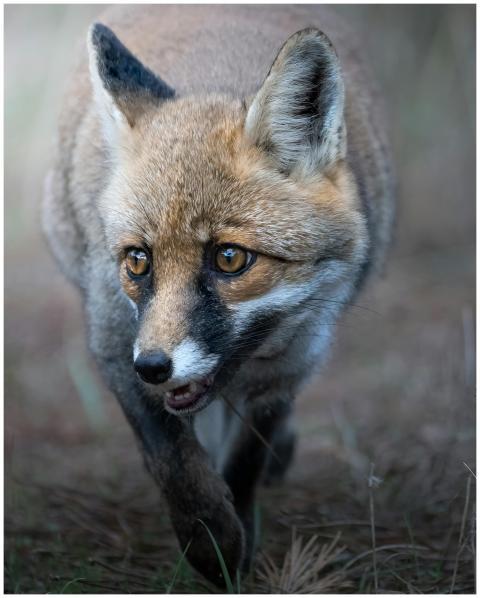A detailed close-up of a fox prowling through the