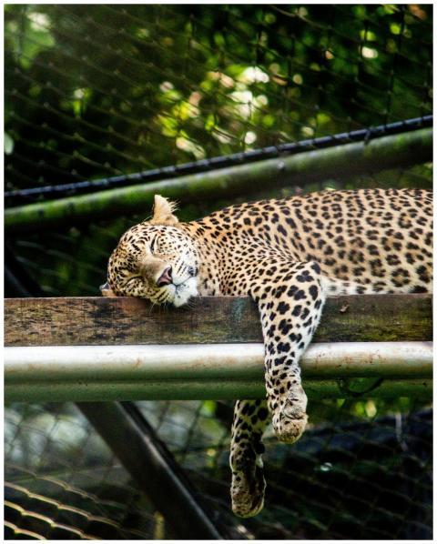A leopard relaxing on a wooden platform in a zoo e