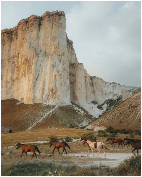 A herd of horses running through a field with dram