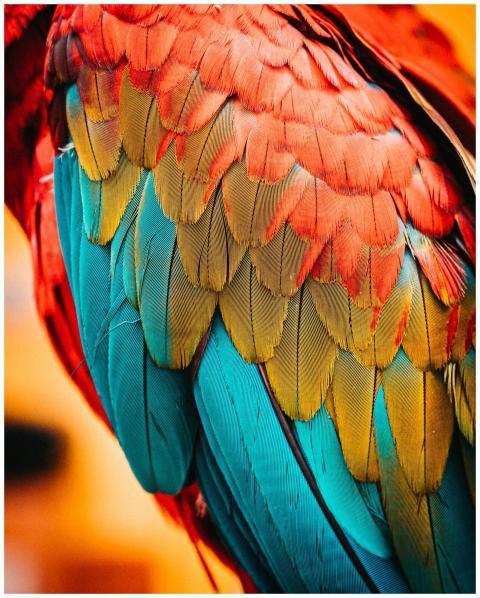 Detailed close-up of a parrot's colorful plumage s