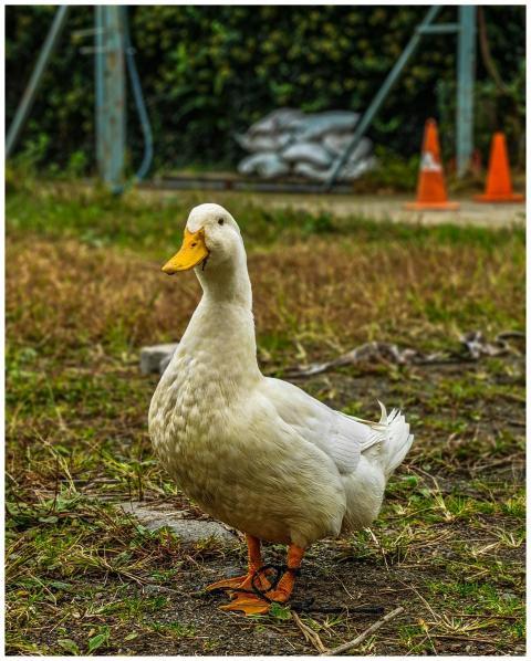 Close-up of a white duck standing outdoors on a gr