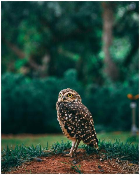 A detailed photo capturing a Burrowing Owl on natu