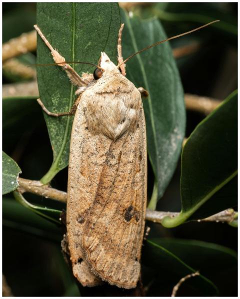 Detailed image of a moth resting on a green leaf i
