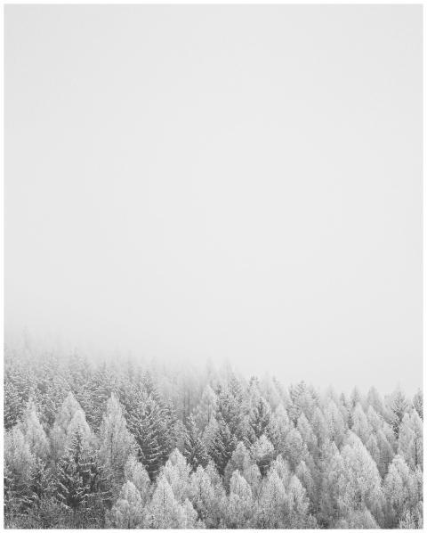 Serene snowy forest in Hradec Králové Region, Czec