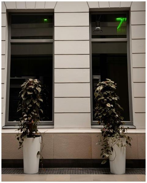 Elegant Indoor Potted Plants