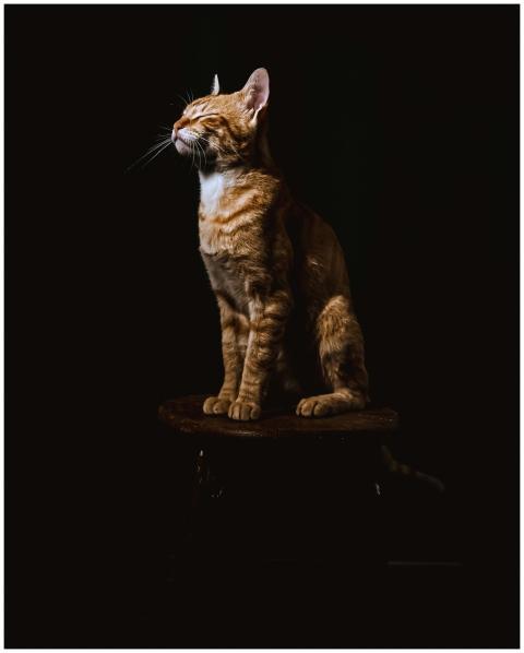 A golden tabby cat sits elegantly on a wooden stoo