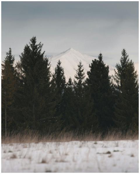 Scenic winter view of snow-covered mountain and pi