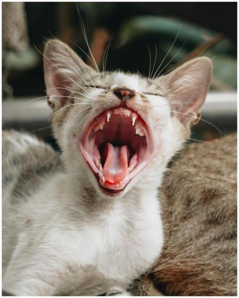 Adorable yawning kitten captured in close-up, show