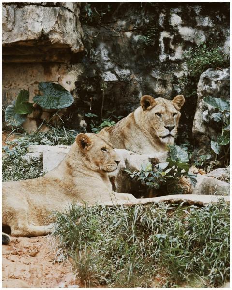 Two lions relaxing on grass and rocks in their zoo