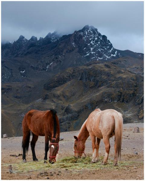 Two horses grazing in the Peruvian Andes with snow
