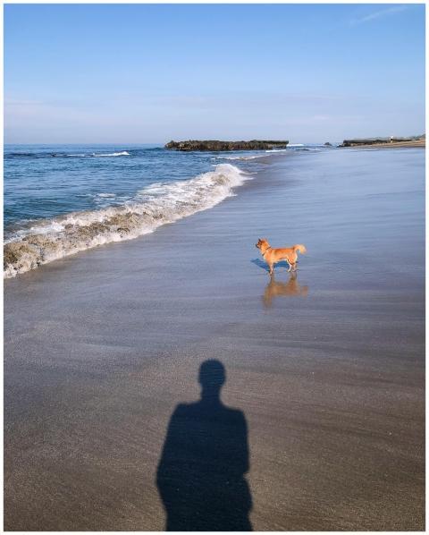 A dog peacefully walking along the beach at sunset