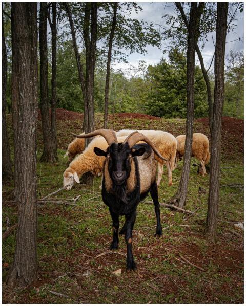 Goat and sheep grazing in Poreč, Istrian forest, s