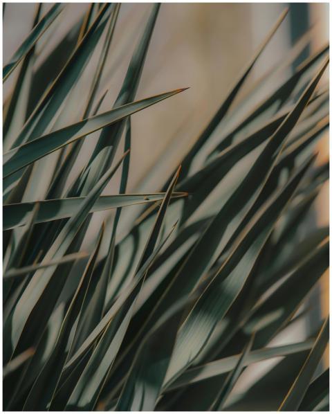 Artistic close-up of yucca plant leaves with warm