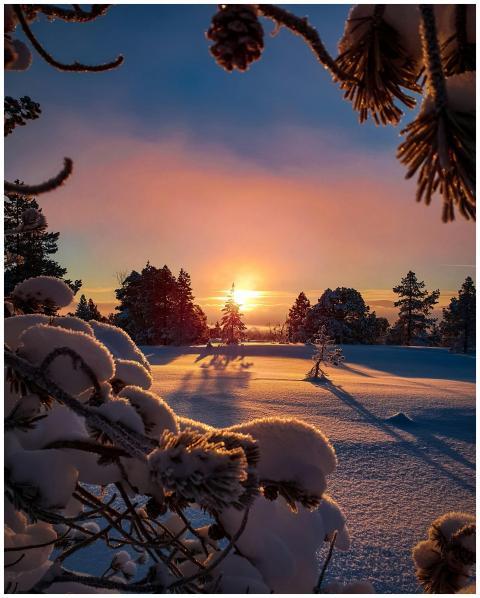 Beautiful winter sunset with snow-covered trees an