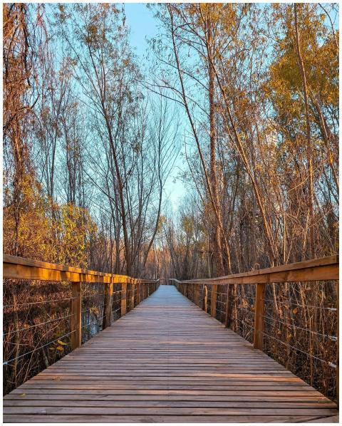 Serene wooden path through a lush forest in Buenos