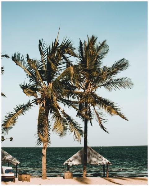 Serene palm-lined beach in Malindi, Kenya, perfect