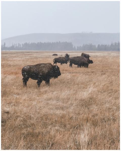 Wild American bison roaming the grasslands of Yell