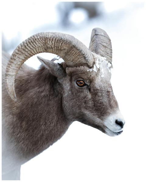 Close-up of a Bighorn Sheep with snowy fur in Wyom