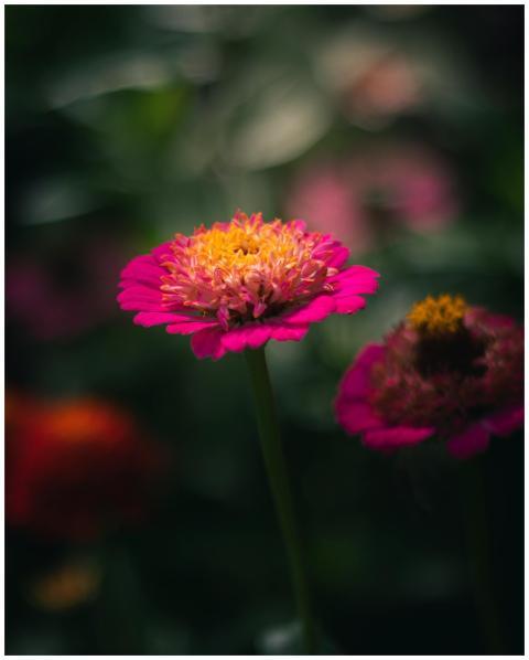 A stunning pink zinnia flower captured in full blo