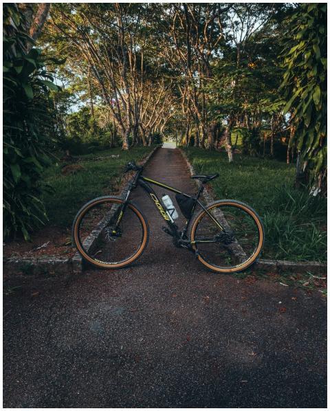 A mountain bike stands on a quiet forest pathway s