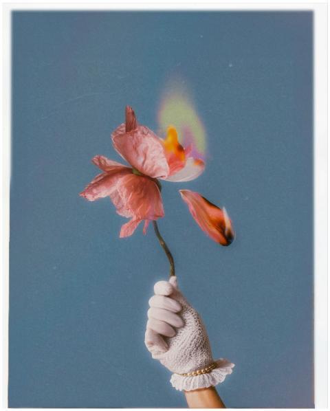 Dramatic depiction of a pink flower on fire held b