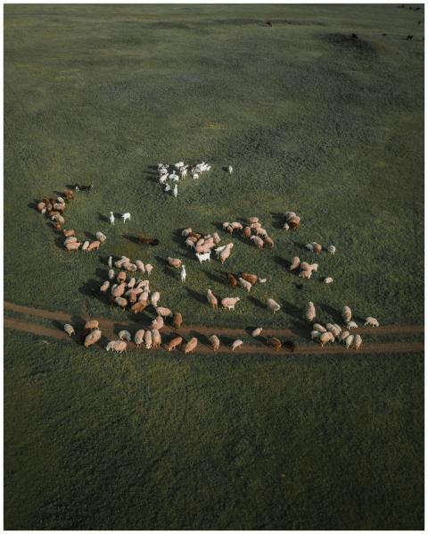 A drone shot capturing a flock of sheep grazing pe