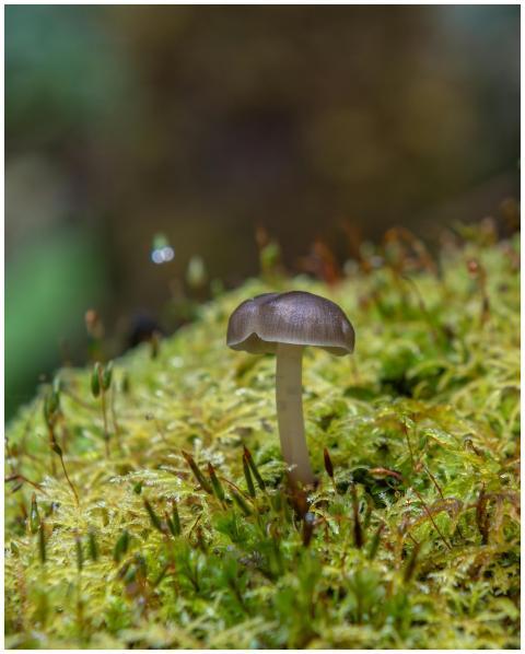 Close-up of a single mushroom growing on moss in a