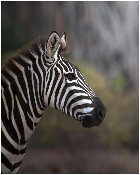 Detailed close-up of a zebra in Tsavo, Kenya, show