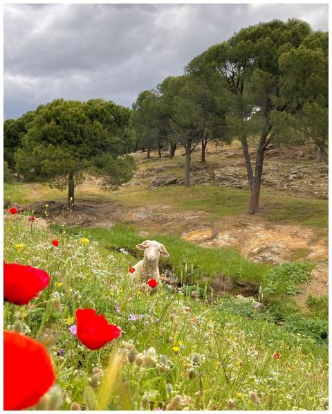 Idyllic spring scene with vibrant poppies and a sh