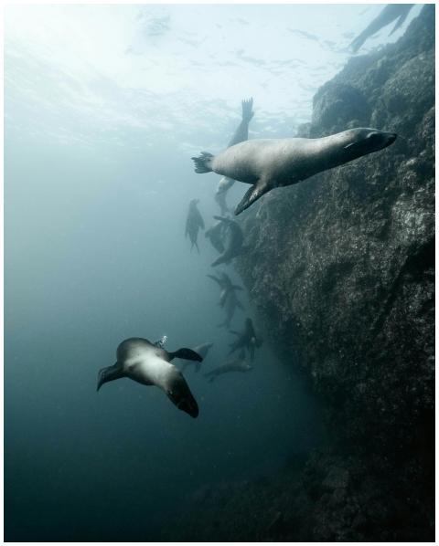A group of sea lions gracefully swimming underwate
