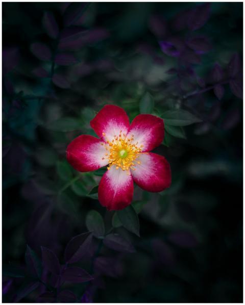 Close-up of a blooming flower with vibrant red and