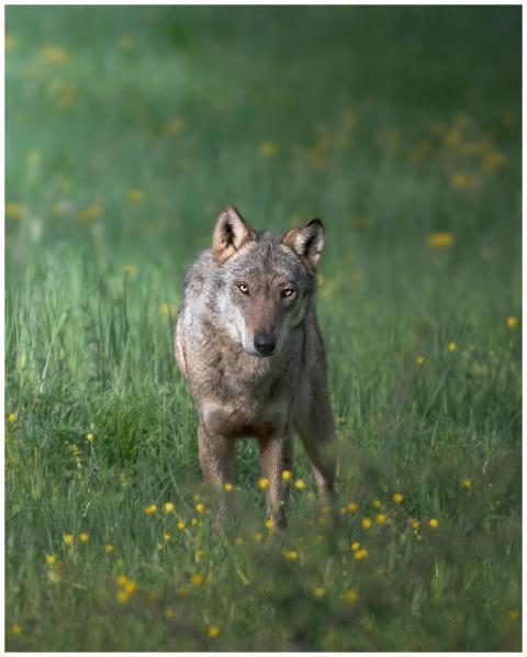 Captivating wolf portrait in Abruzzo, Italy's lush
