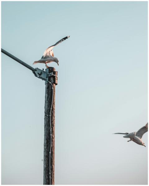 Two seagulls gracefully flying near a wooden post