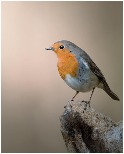 Close-up shot of European robin (Erithacus rubecul