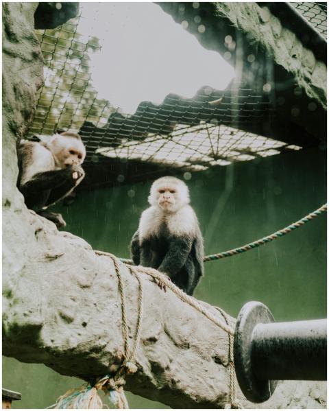 Two Capuchin monkeys perched on a branch inside a