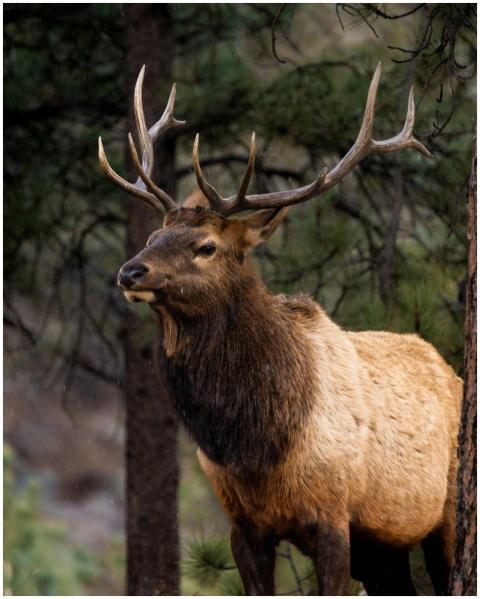 A powerful elk standing proudly in a dense forest,