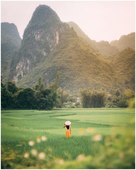 Explore the tranquility of Vietnamese rice fields
