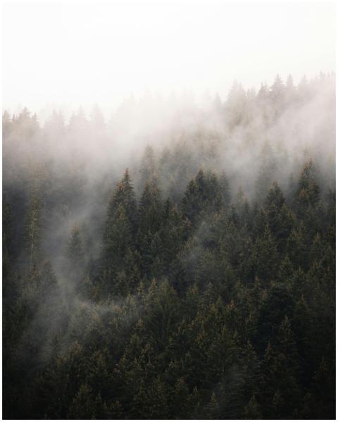 Serene misty forest during twilight in Tirol, crea