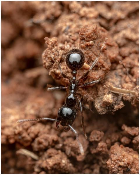 Detailed macro photograph of an ant on brown soil