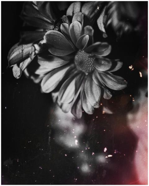 Elegant black and white flower with vintage vibes,