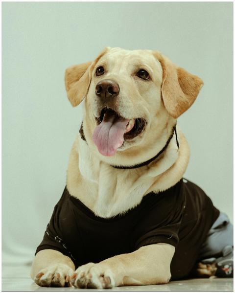 Adorable Labrador Retriever wearing a black shirt,