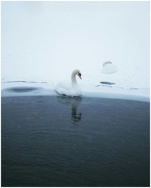 Elegant swan swimming in icy waters surrounded by