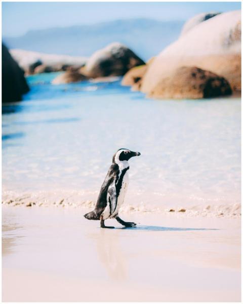 An African Penguin stands gracefully on a sunny be